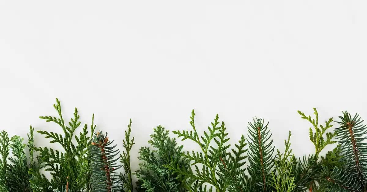 realme 8 Akıllı Telefon Özellikleri ve Performans Analizi 2023