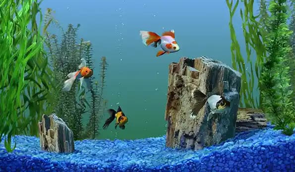 Bilgisayar Ekran Koruyucu Seçimi ve Kullanımını Anlayan Profesyonel Rehber