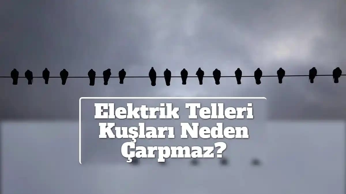 2025'te Kuşlar Elektrik Tellerinde Nasıl Güvende Kalıyor? Gerçek Sırları Keşfede