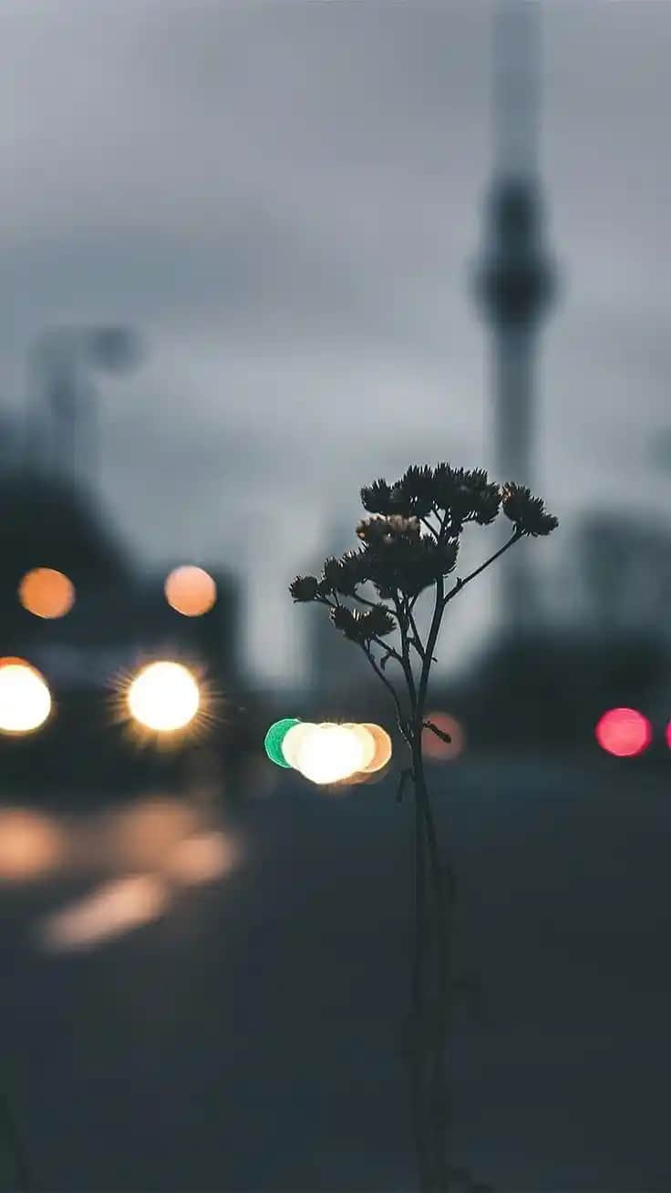 Telefon Duvar Kağıtları: En Güzel Arka Plan Seçenekleri ve Kişiselleştirme İpuçları