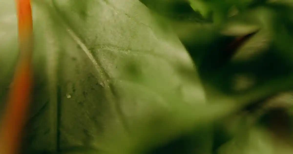 Apple Watch SE 44mm Özellikleri ve Kullanım Alanları: Orta Segment Akıllı Saat İncelemesi