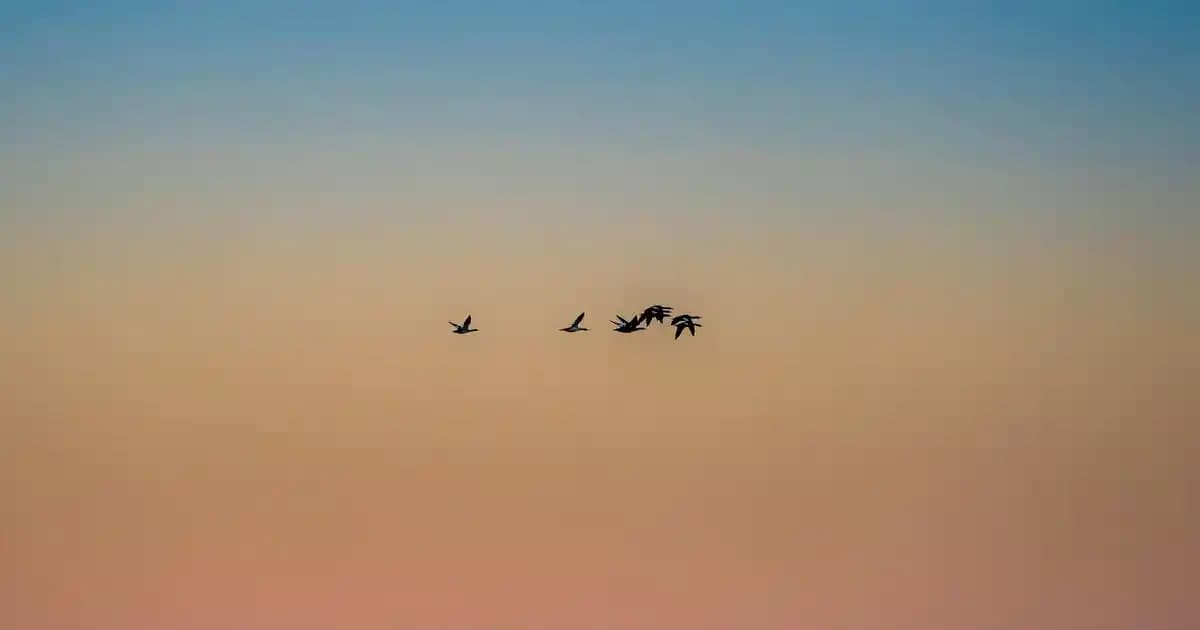 Doldurulabilir Kartuşlu Yazıcılar: Ekonomik ve Çevre Dostu Yazdırma Çözümleri