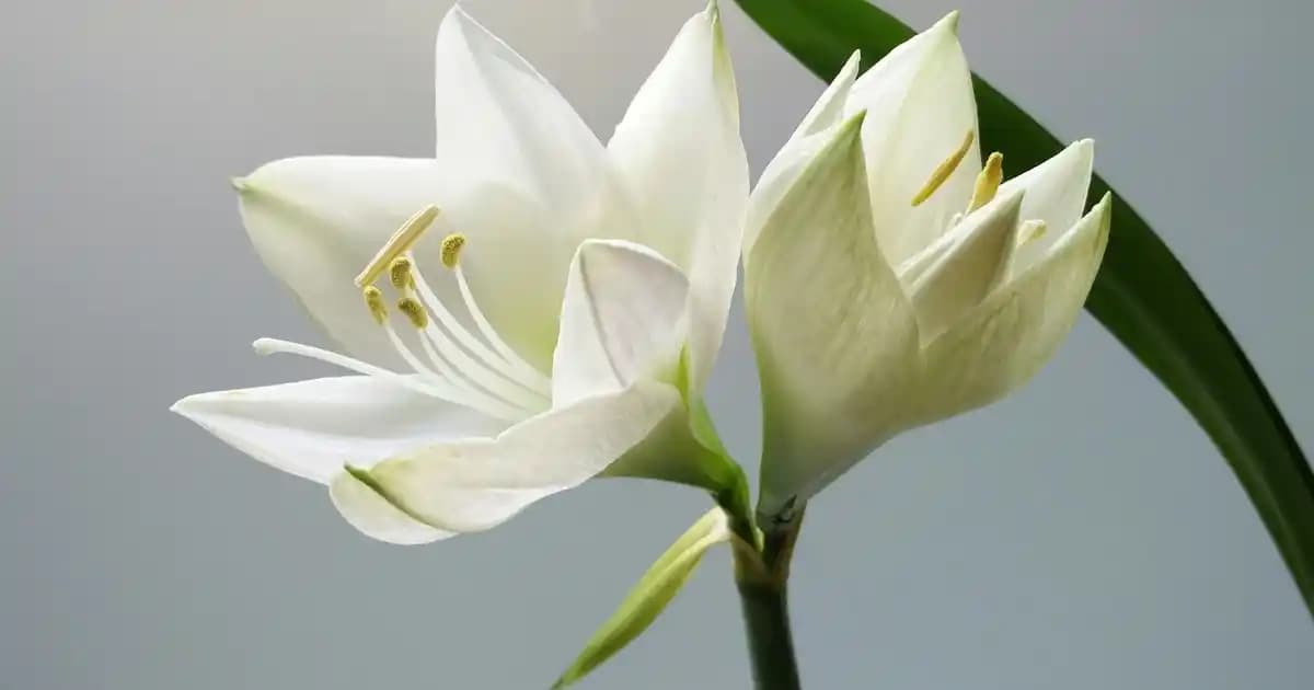 Epson L3251 ve L3252 Yazıcı Modelleri Arasındaki Farklar ve Kullanım Avantajları