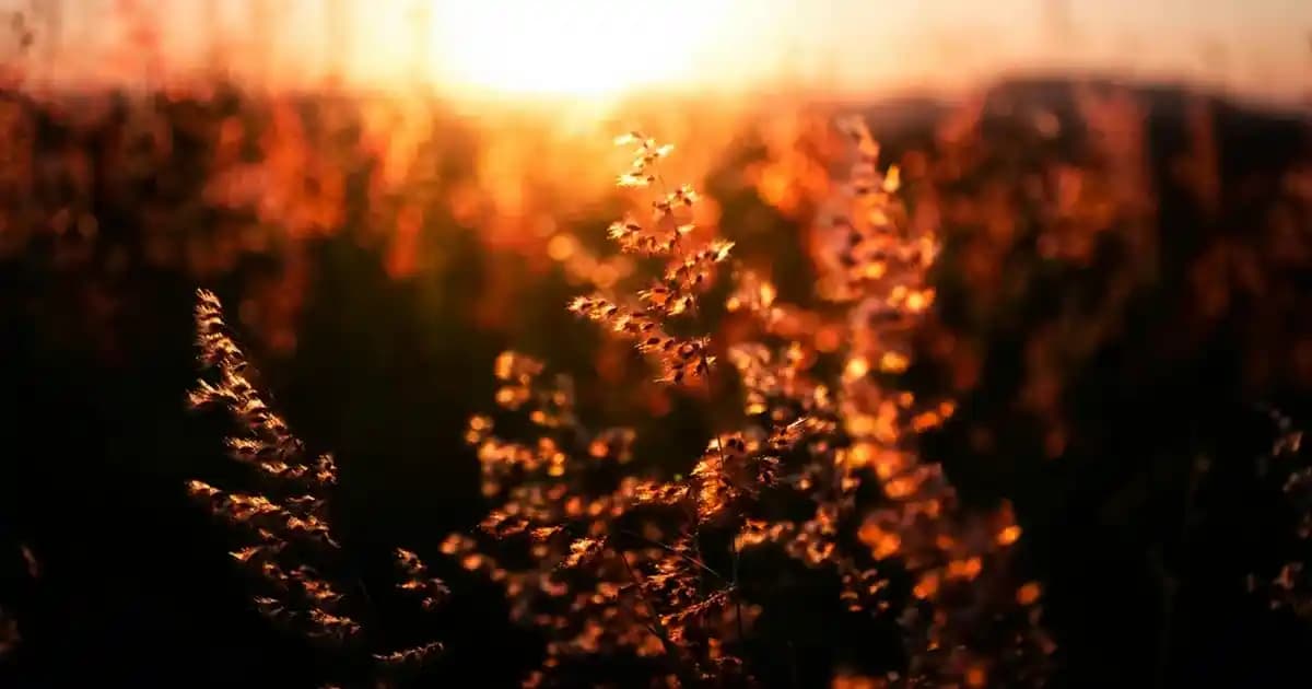 Excalibur Siyah Ekran Sorunu: Nedenleri, Çözüm Yolları ve Önleyici Tedbirler