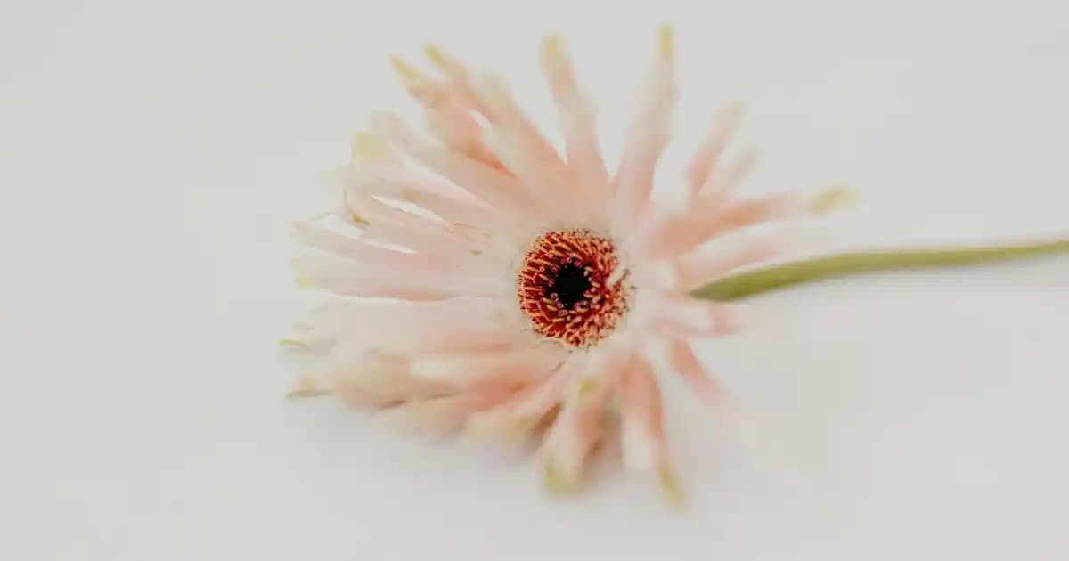 Honor Bluetooth Kulaklık Bağlantısı: Adım Adım Kapsamlı Rehber ve Sorun Çözümleri