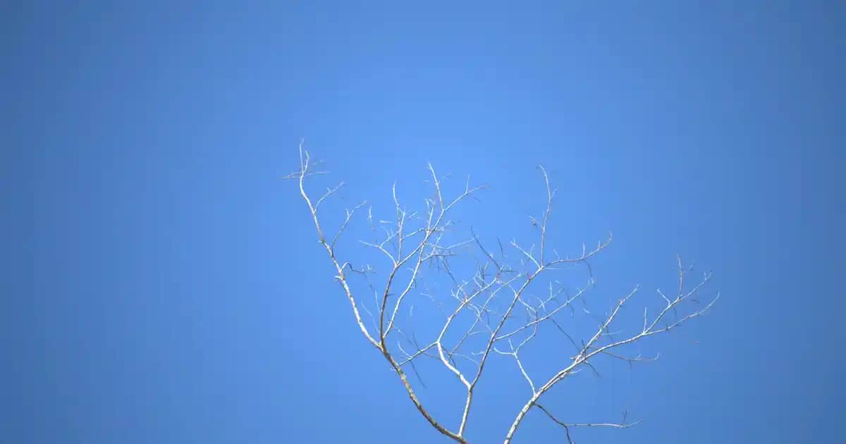 2025'in En Çok Satan Telefon Modelleri ve Markaları Analizi