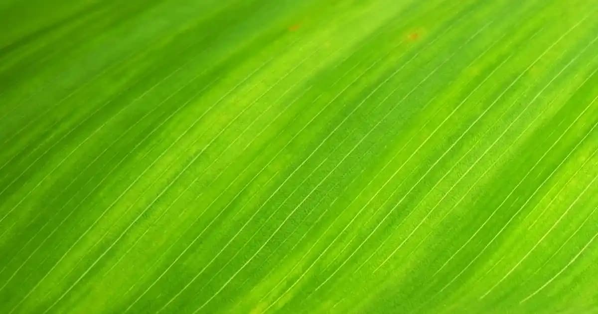 OnePlus 10 Pro için En İyi Ekran Koruyucu Rehberi ve Seçim İpuçları