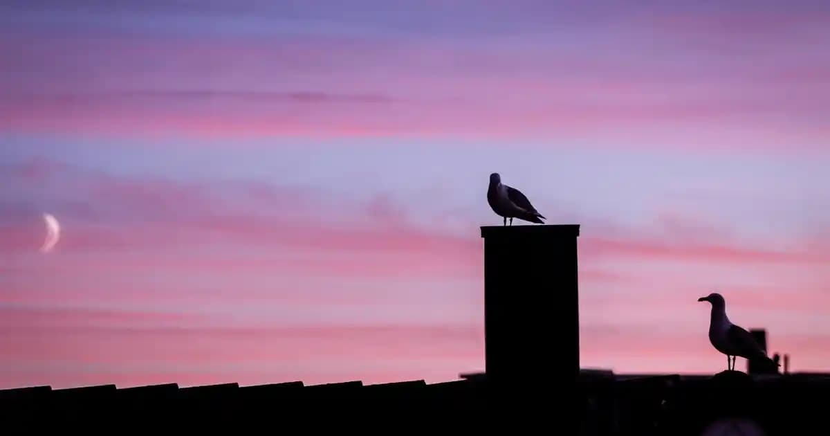 Media Markt Traş Makinesi Seçenekleri ve Alım Rehberi: En İyi Modeller ve Bakım Önerileri
