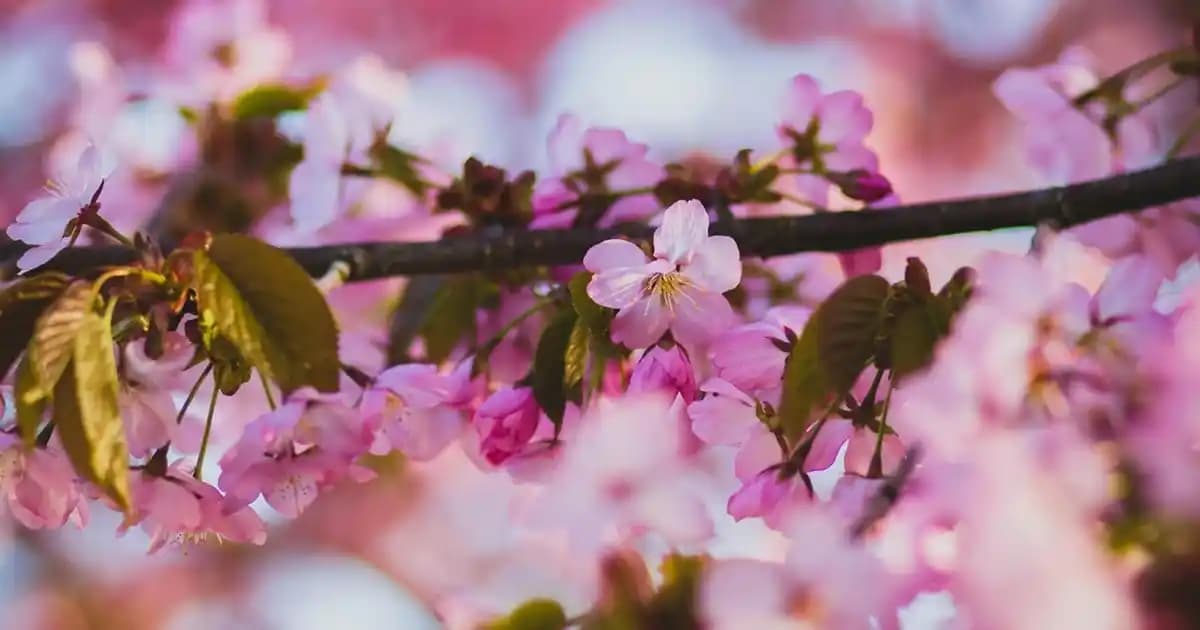 MSI B450M A Pro Anakart İncelemesi: Uygun Fiyatlı ve Performanslı AMD Anakart Seçeneği