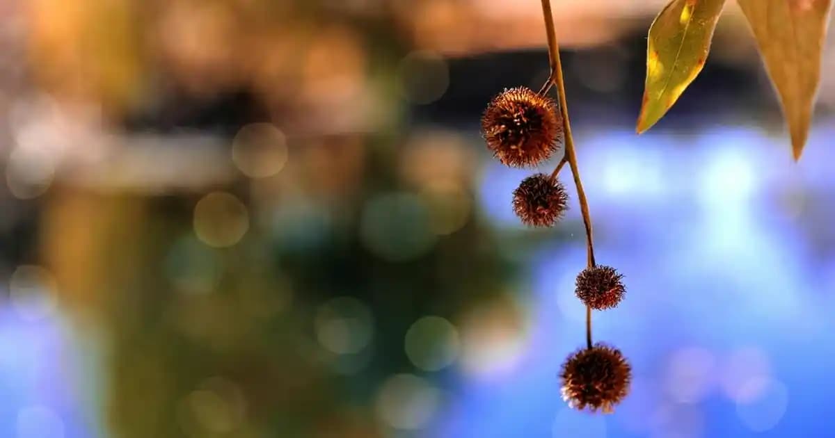 Redmi Watch 5 ve Xiaomi Smart Band 3: Özellikler, Pil Ömrü ve Fiyat Karşılaştırması