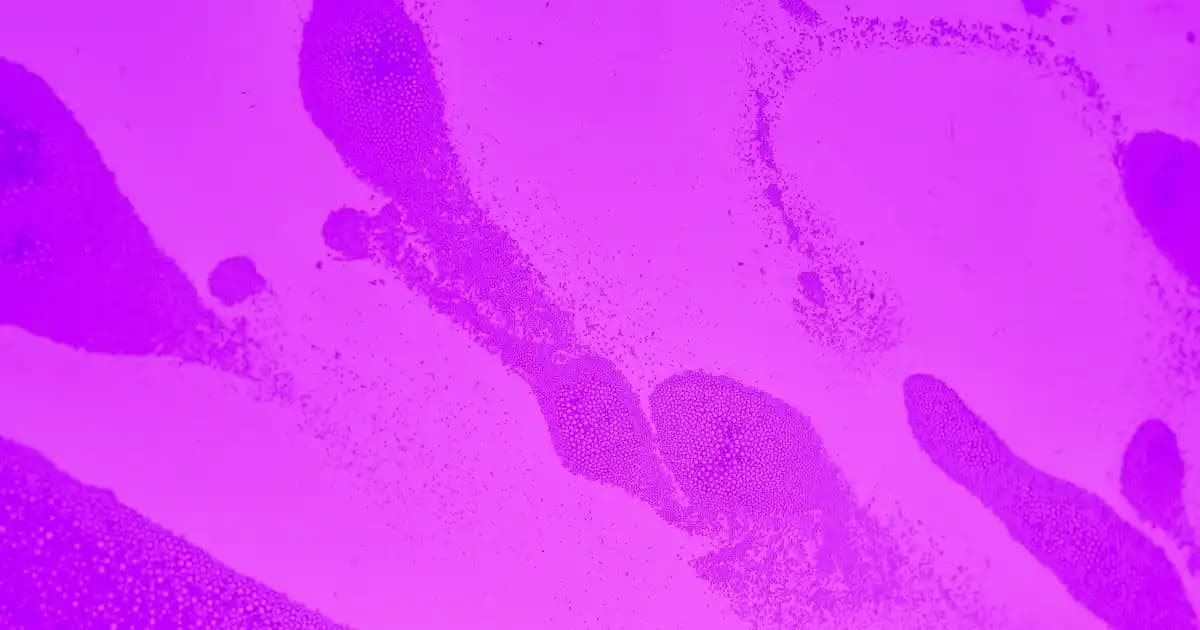 Roborock S8 MaxV Ultra ve Saros 10 Robot Süpürge Modellerinin Kapsamlı Karşılaştırması