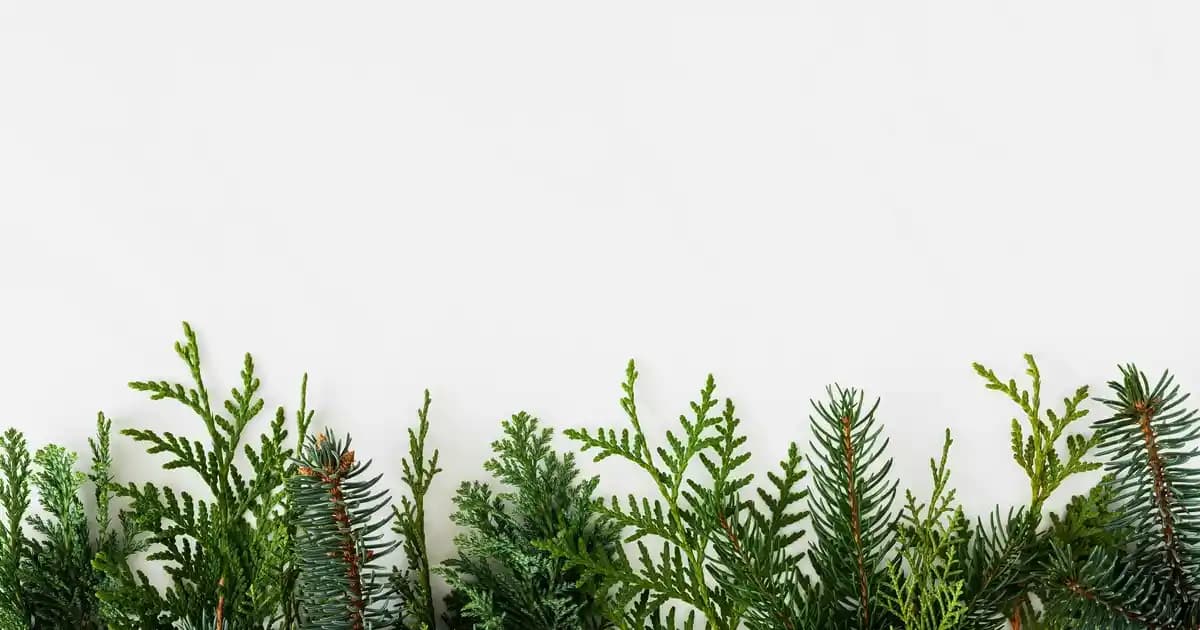 Telefonlarda Beyaz Ekran Sorunu Nedenleri ve Etkili Çözüm Yöntemleri