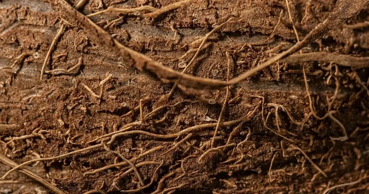 Telefonlarda "Pro" Ne Demek? Teknik Özellikler ve Kullanıcı Avantajları