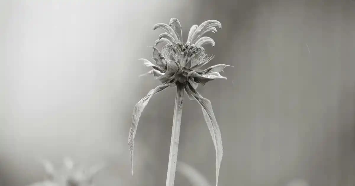 Xiaomi 2C Robot Süpürge: Güçlü Emme ve Akıllı Navigasyon ile Etkili Temizlik