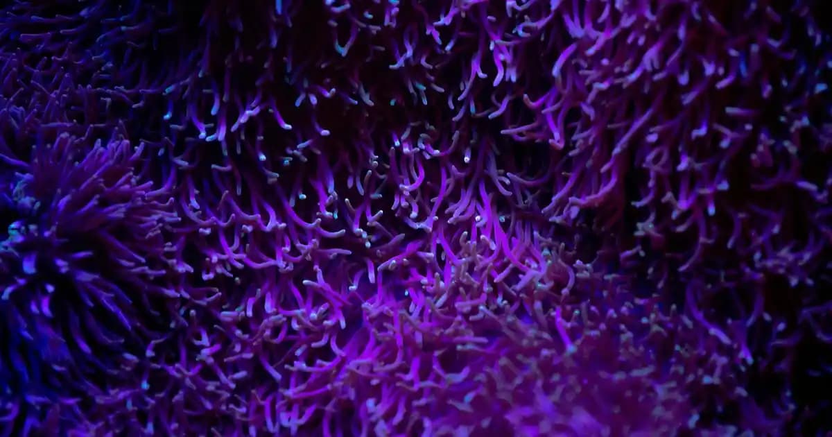 Android Cihazlarda Ekran Klavyesini Açma ve Özelleştirme Rehberi