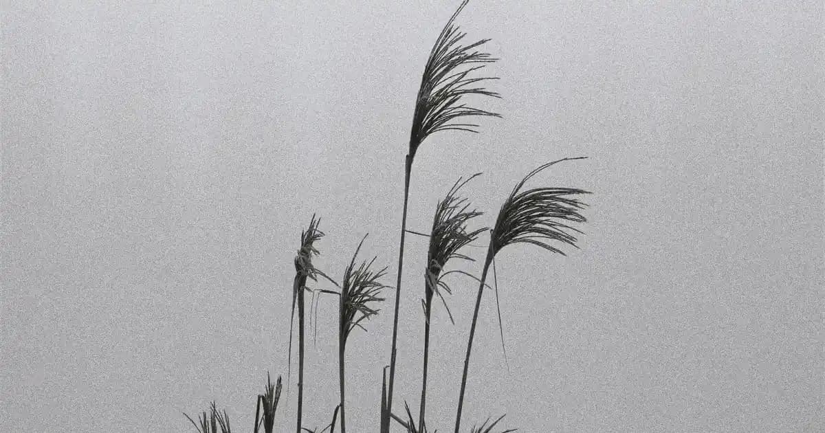 Apple Ekran Teknolojileri ve iCloud Entegrasyonu Üzerine Güncel Durum Analizi