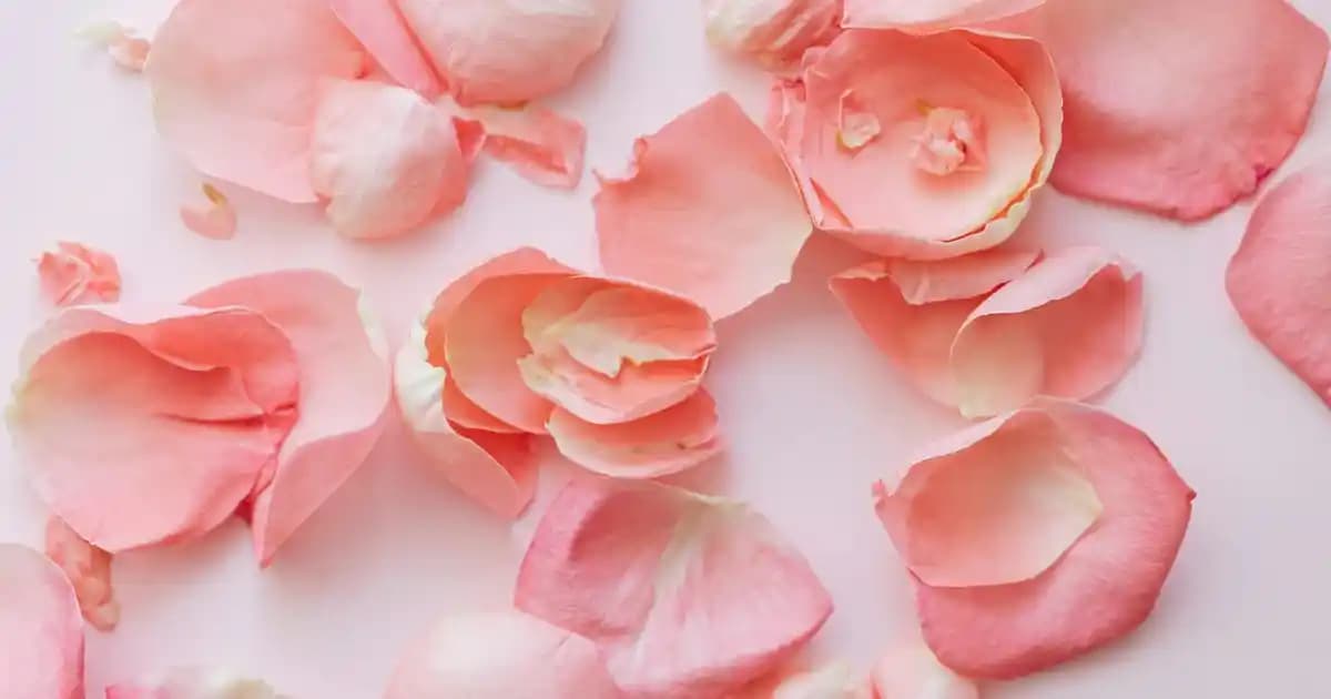 Dijitsu Ekran Yansıtma Teknolojisi: Kablosuz Bağlantı ile Mobil Cihazlarda Pratik Kullanım