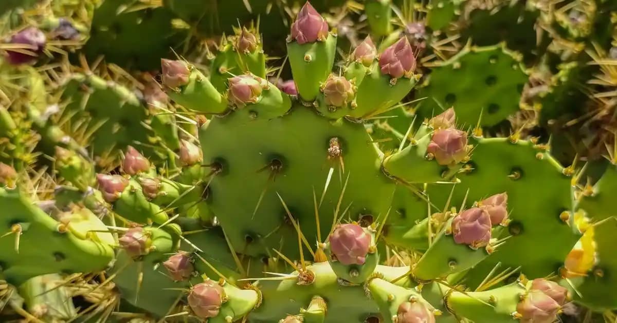 Huawei Watch 7 Pro Akıllı Saat Özellikleri ve Günlük Kullanım Rehberi