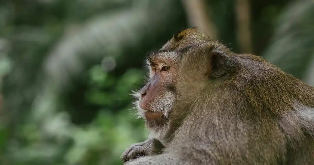 Huawei’nin 2025 Akıllı Telefon Modellerinde Beklenen Özellikler ve Teknolojik Yenilikler