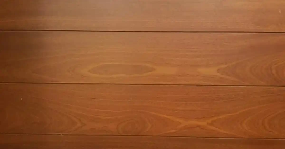 Kanada'nın ikonik West Coast Trail yürüyüş rotası hakkında detaylı bilgi ve güncel rehber