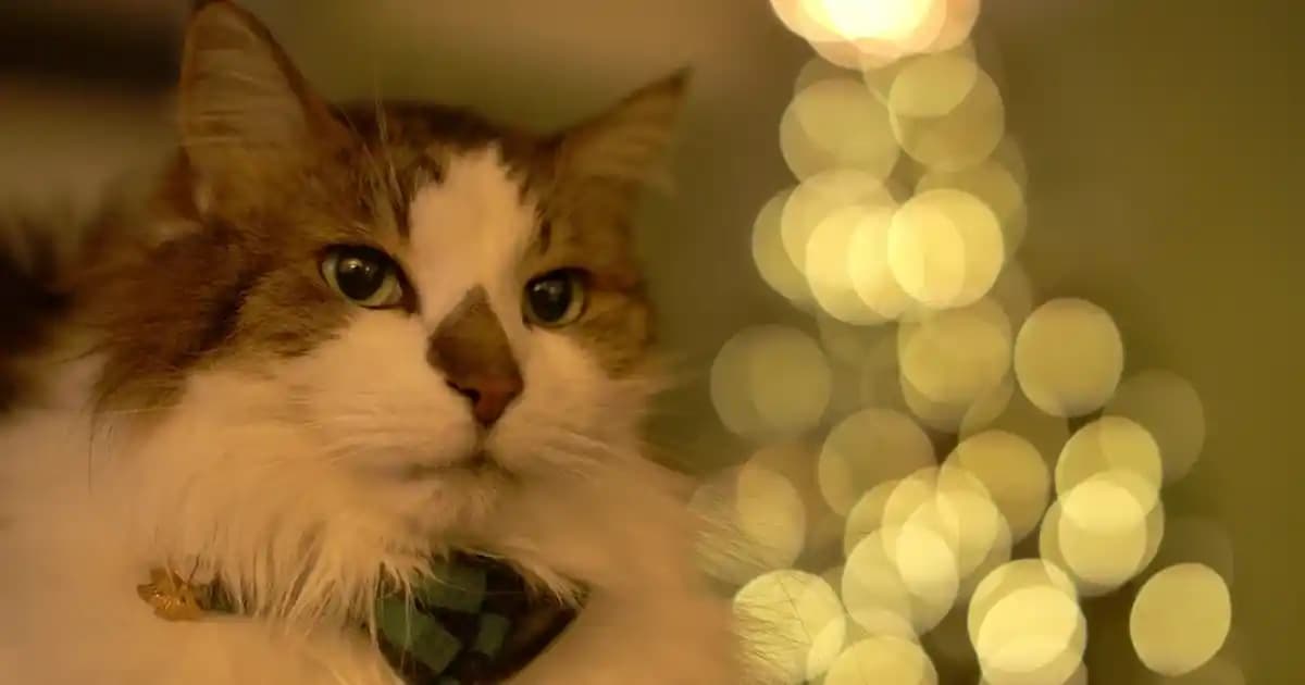 Windows 11 Ekran Kapanma Süresi Ayarları ve Pratik İpuçları