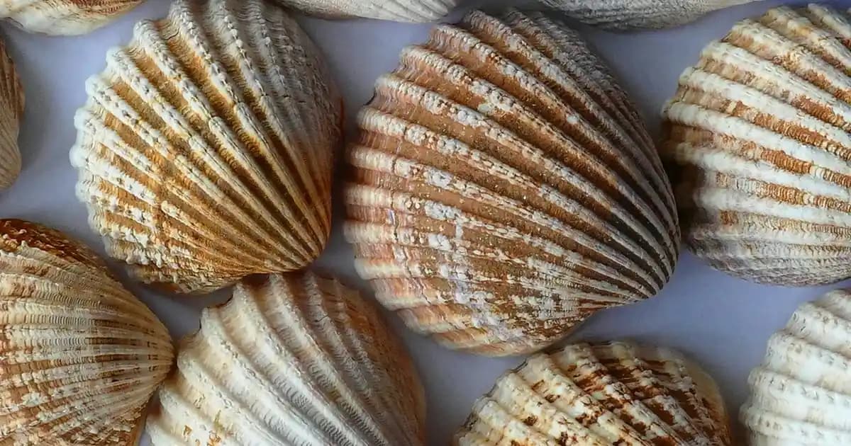 Honor Hareketli Fotoğraf Özelliği: Akıllı Telefonlarda Yenilikçi ve Canlı Çekim Deneyimi