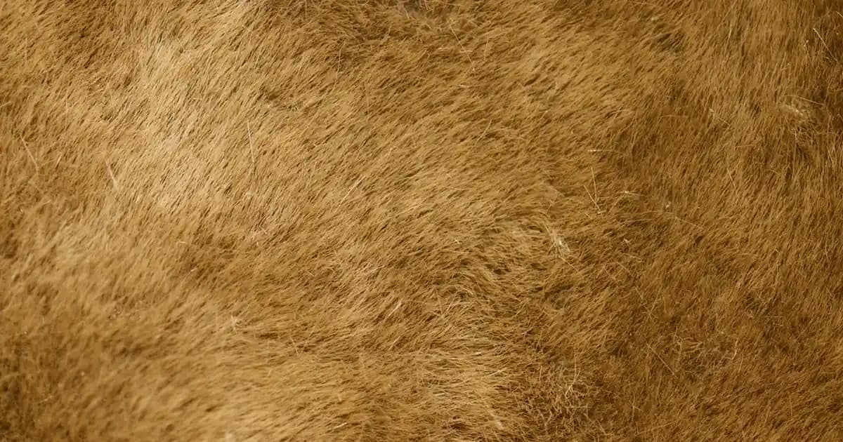 İkinci El Samsung Telefon Modelleri ve Alım Sürecinde Dikkat Edilmesi Gerekenler