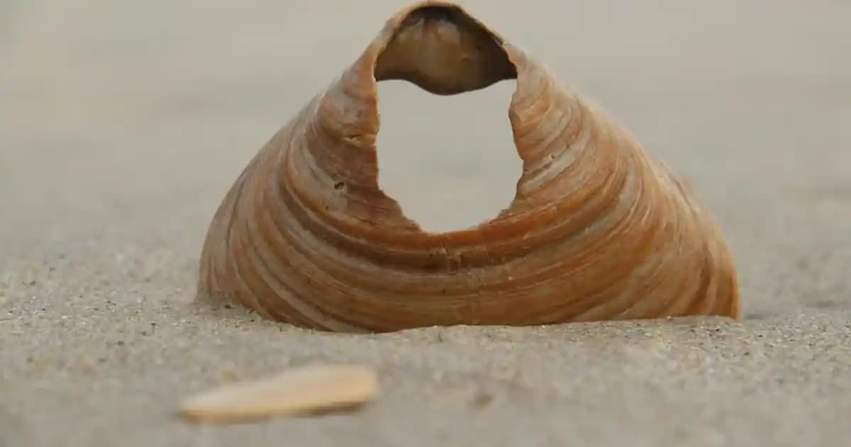 MSI Anakartlar İçin BIOS Güncelleme Rehberi Sistem Performansını ve Stabilitesini Artırmak İçin