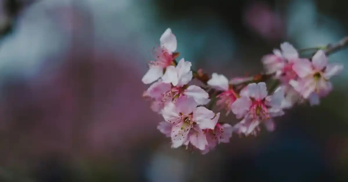 Nokia Serileri: Dayanıklılık ve Uzun Pil Ömrü Sunan Güncel Akıllı Telefonlar