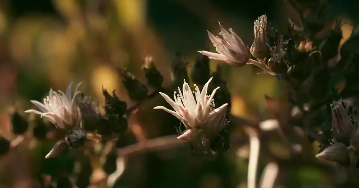 Platoon PL 4242 Modeli Hakkında Güncel Bilgi ve Piyasa Durumu Analizi