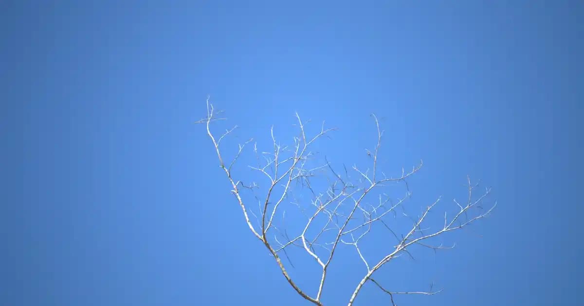 Redmi 13 ve Redmi Note 13 Karşılaştırması: Tasarım, Performans ve Fiyat Analizi