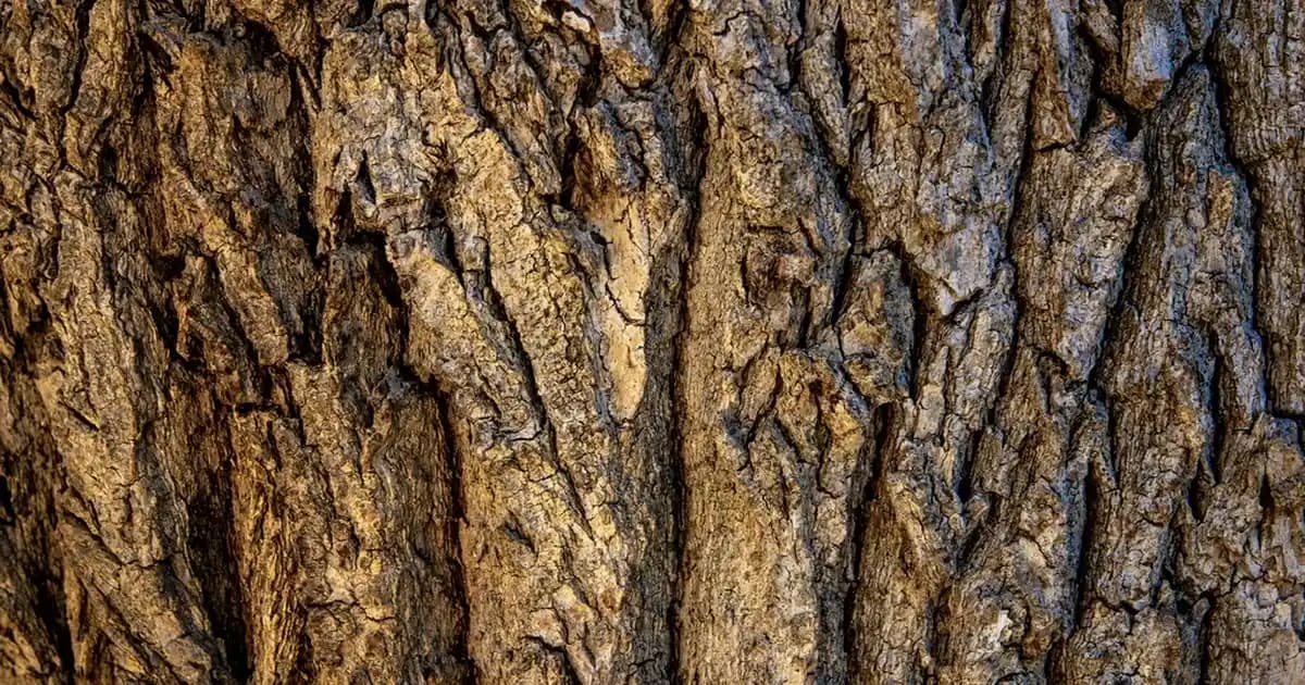 Telefonlarda Çerezleri Silme Rehberi: Gizliliğinizi Koruma ve Performansı Artırma