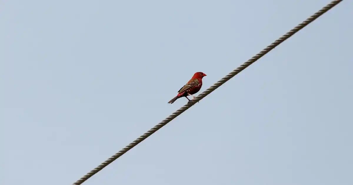 Türk Telekom'un Telefon Teknolojileri ve Türk Halkının İletişim Evrimi