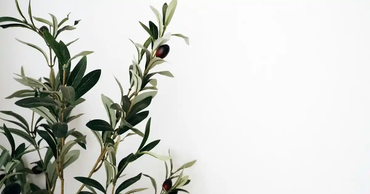 2025'te Gimbal Kameralarla Titremesiz ve Profesyonel Video Çekmenin 5 Sırrı