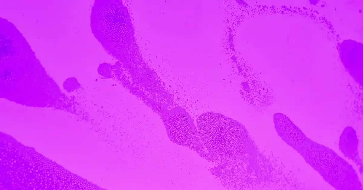 Tüm Telefon Markaları ve Özellikleri Rehberi Güncel Bilgilerle