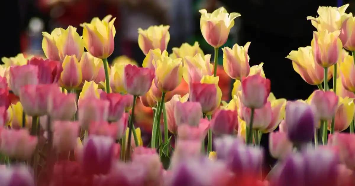 Redmi Note 12 için en iyi kılıf seçenekleri ve koruma çözümleri