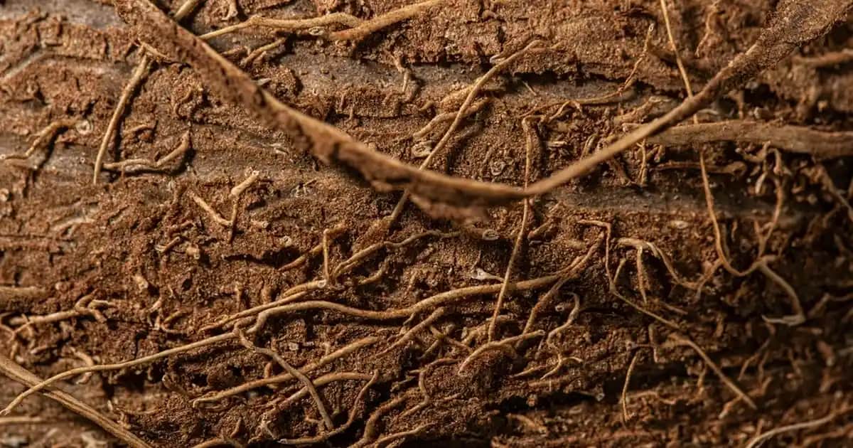 Telefon Kulaklıkları: Çeşitleri, Özellikleri ve Doğru Seçim Rehberi