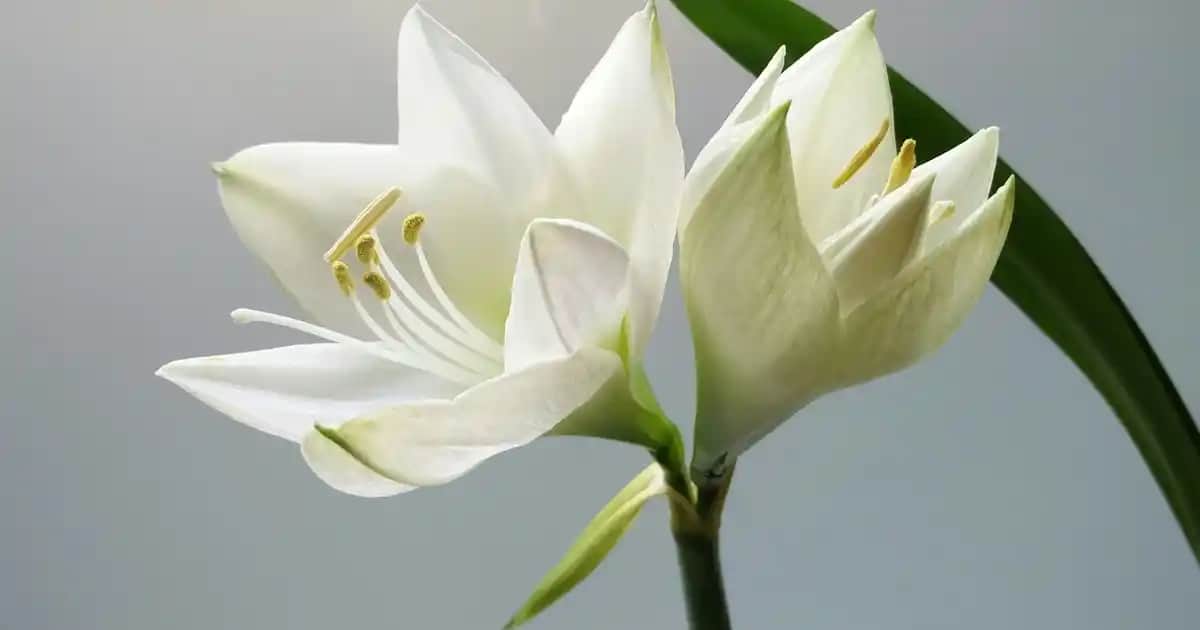 Telefon Virüsü Tespiti ve Güvenliğini Sağlama Yöntemleri