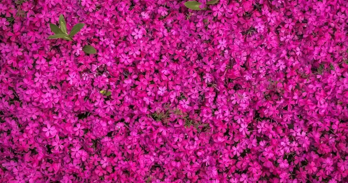 Telsiz Ev Telefonları: Kablosuz Kullanım ve Modern Özelliklerle Güvenli İletişim