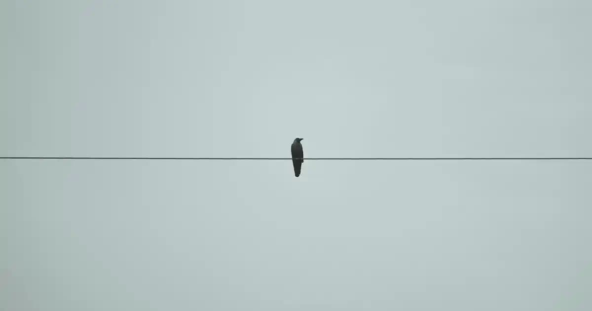 Xbox Elite Series 2 Kontrolörü: Özellikler, Kullanıcı Deneyimleri ve Güncel Durum Analizi